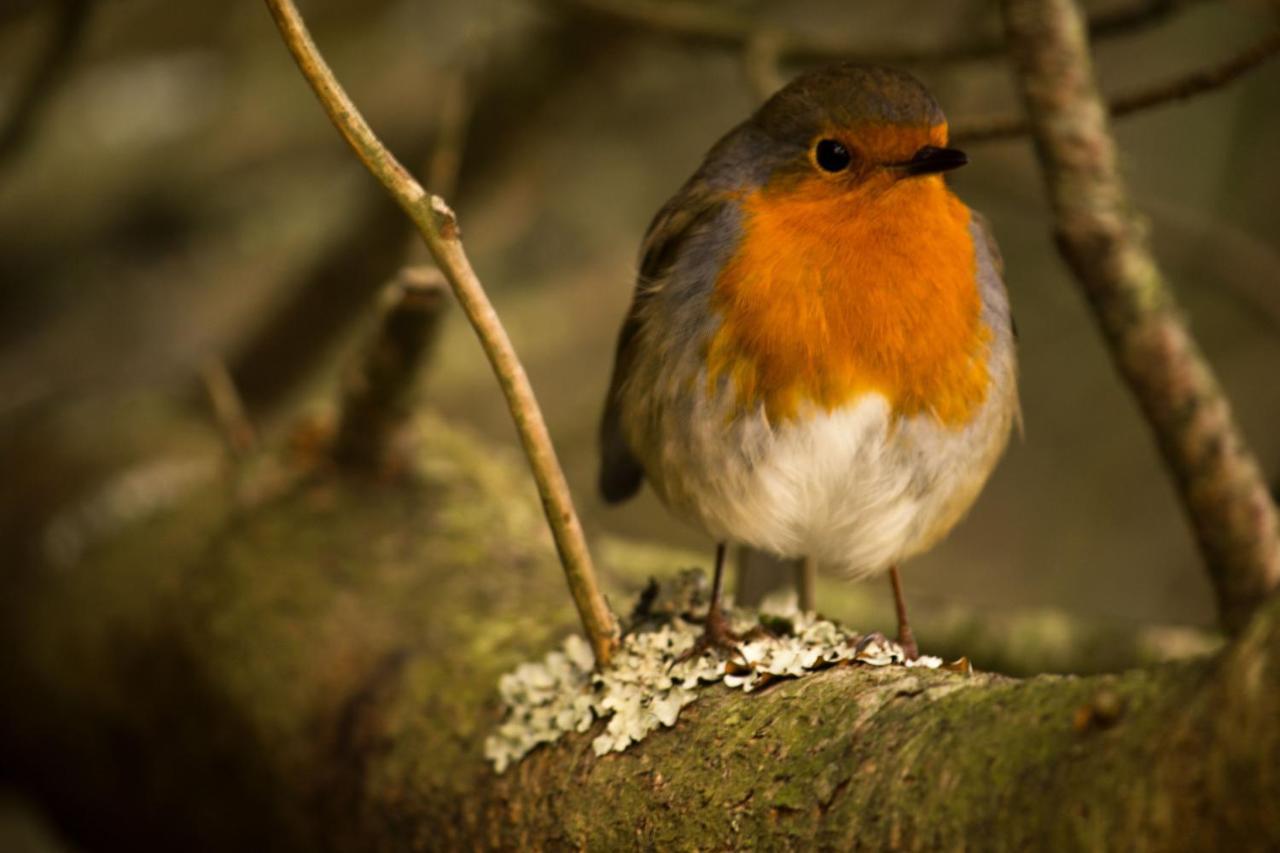 The Red Red Robin Cottage ポートリー エクステリア 写真